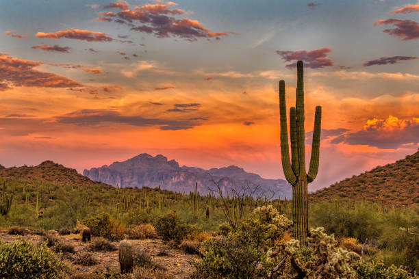 Sunset in arizona with colorful sky and cactus